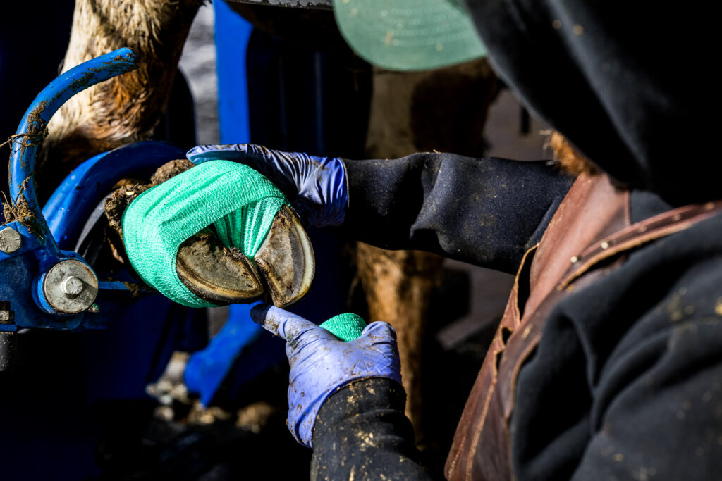 Бинт Intra Hoof-fit