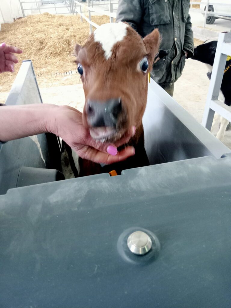 Установка Calf Expert Holm&Laue – ООО “МЕНА-АВАНГАРД”