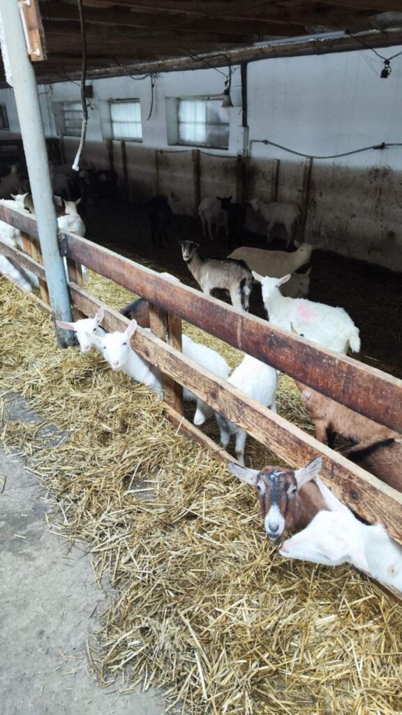 Установка молочного такси на ФХ “ДНЕСТРЯНСКИЕ ЗОРИ”